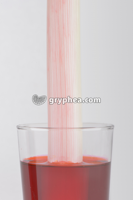 Tige de Poireau immergée dans un verre d'éosine (détail) pendant 2 heures - gryphea.org